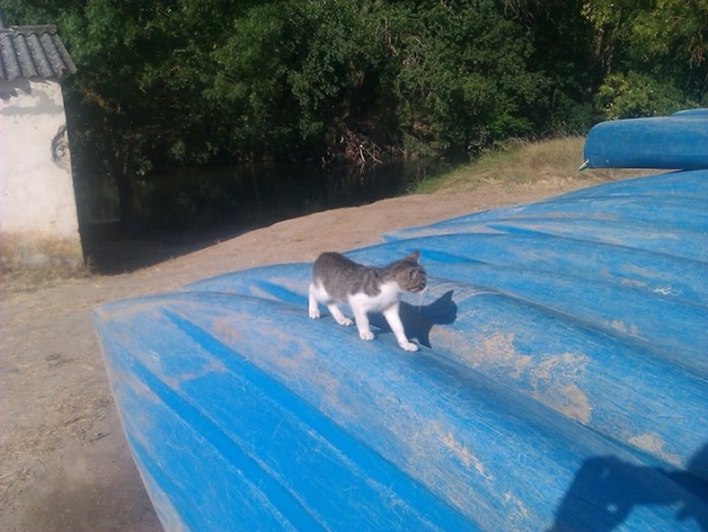  Curious cat 